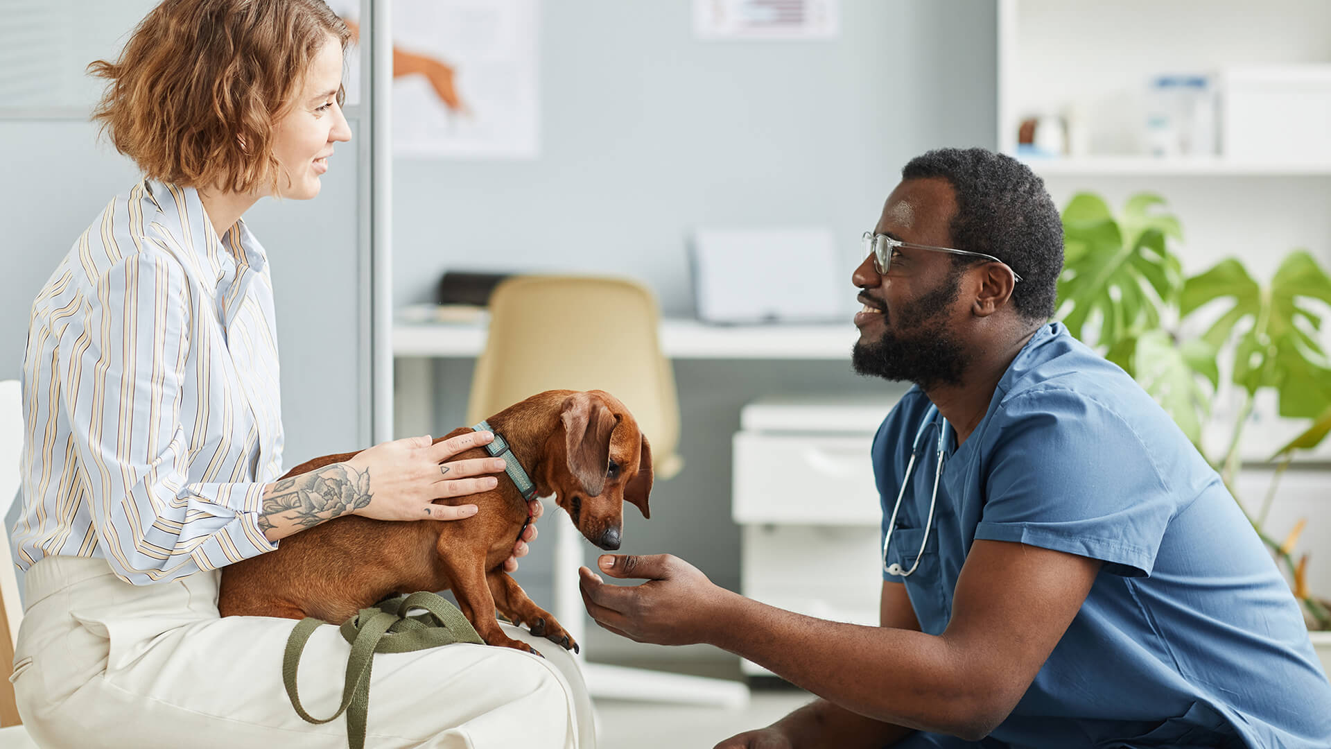 Pet Insurance: Investing in Your Pet’s Health